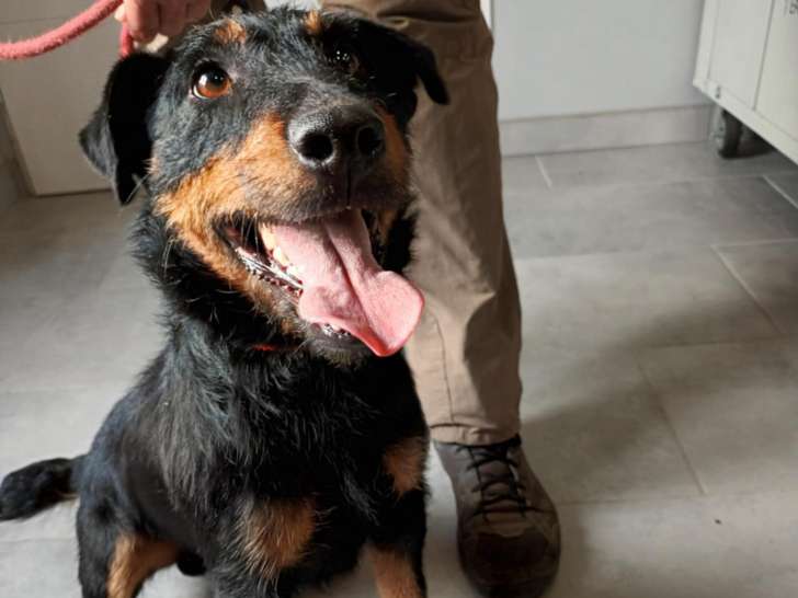 À la recherche d'un foyer, chien Jagdterrier Allemand d'un an