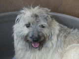 Disponible à l'adoption : chienne de 2 ans