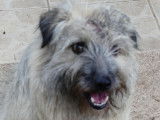 Disponible à l'adoption : chienne de 2 ans