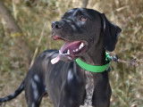 En attente d'adoption : chien d'un an