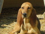 Disponible à l'adoption : chien Bruno du Jura âgé de 4 ans