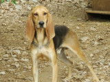 Disponible à l'adoption : chien Bruno du Jura âgé de 4 ans