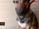À la recherche d'un foyer : chiot mâle Berger Malinois