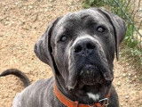 Chien de Cour Italien en attente d’adoption