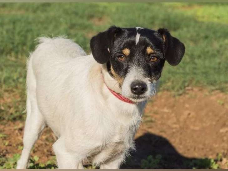 Chiot mâle tricolore en quête d’un foyer