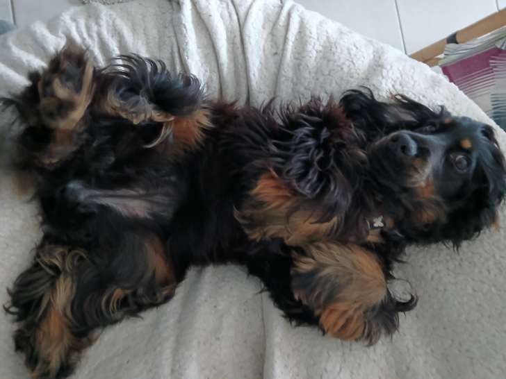 Femelle Cocker disponible pour saillie