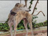 Chien Galgo bringé disponible à l'adoption