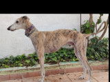 Chien Galgo bringé disponible à l'adoption