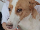 Chien Podenco marron et blanc en attente d'adoption