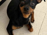 Disponible à l'adoption, chien Pinscher Nain noir et feu