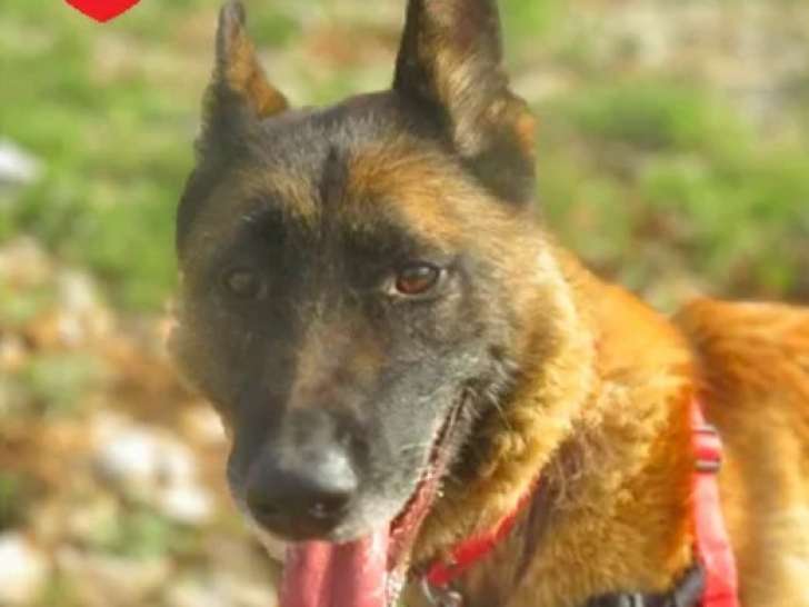 Chien Berger Malinois prêt pour l’adoption