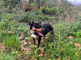 Adoption disponible : chienne noir et feu