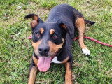 Adoption disponible : chienne noir et feu