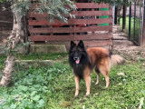 Prêt pour l’adoption : chien Berger Belge Tervueren