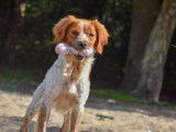 En attente d’un foyer : chien Épagneul Breton roux et blanc