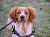 En attente d’un foyer : chien Épagneul Breton roux et blanc