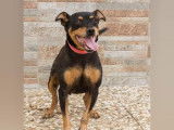 À la recherche d’un foyer : chienne Pinscher Nain de 5 ans