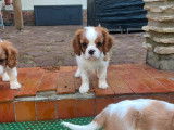 Chiots Cavalier King Charles LOF à vendre