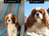 Chiots Cavalier King Charles LOF à vendre