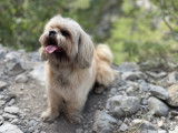 Mâle de type Shih Tzu pour saillie