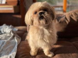 Mâle de type Shih Tzu pour saillie