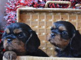 Chiots Cavalier King Charles LOF