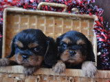 Chiots Cavalier King Charles LOF
