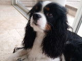 Mâle Cavalier King Charles disponible pour saillie