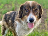Nila, chienne à 3 pattes à adopter
