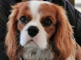Mâle Cavalier King Charles Spaniel disponible pour saillie