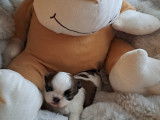 Chiots Shih Tzu à vendre