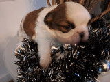 Chiots Shih Tzu à vendre