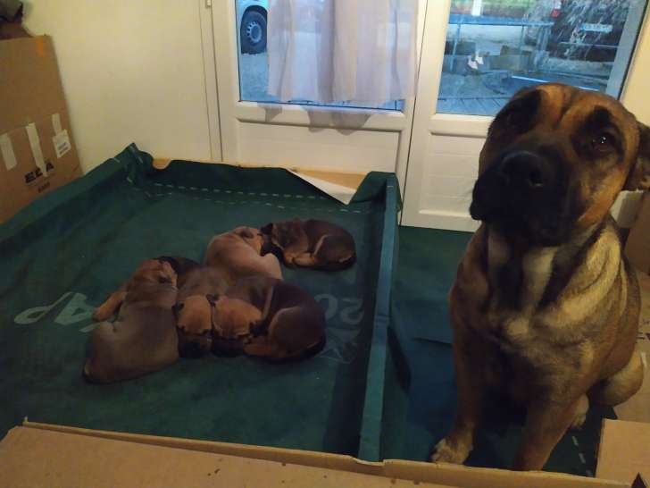 5 chiots Dogue de Majorque LOF à vendre