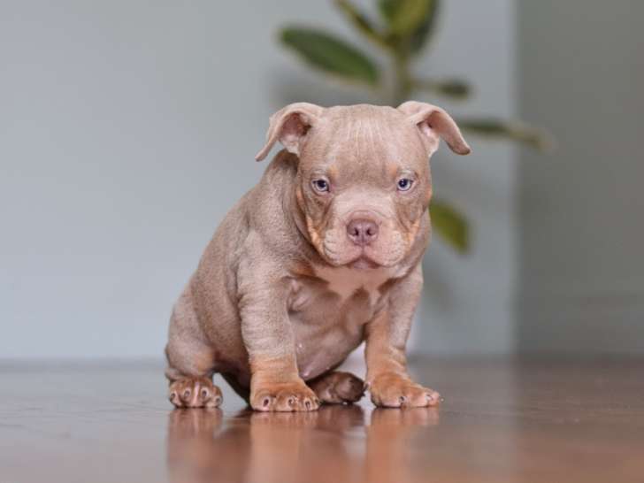 Chiots American Bully micro/petit pocket à vendre