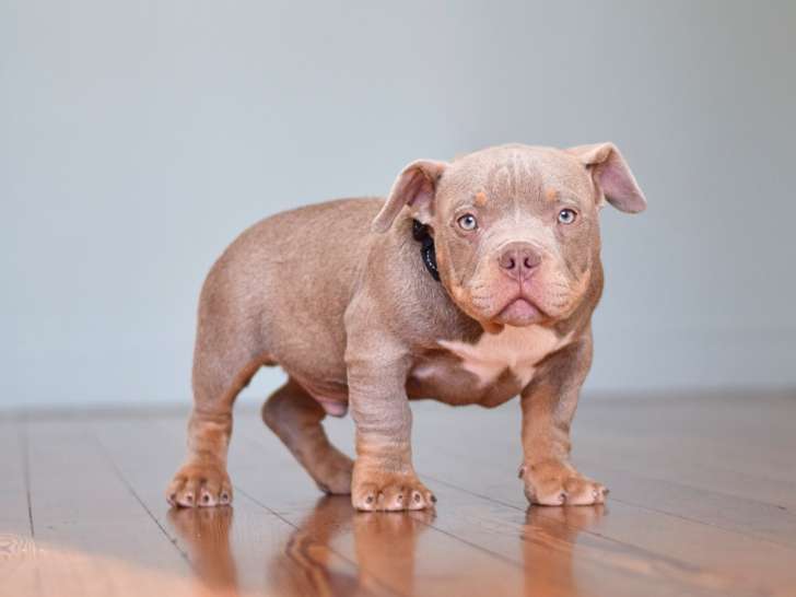 Chiots American Bully micro/petit pocket à vendre