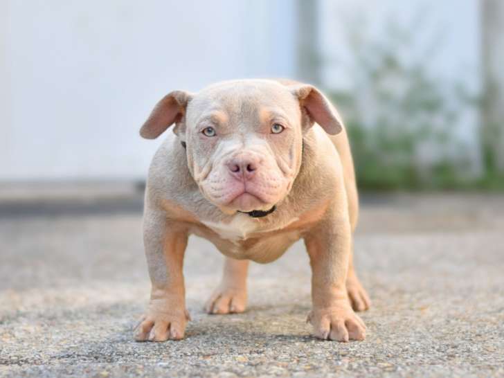 Chiot American Bully micro/petit pocket à vendre