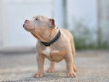 Chiot American Bully micro/petit pocket &agrave; vendre