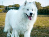 Aska, mâle Samoyède LOF disponible pour saillie