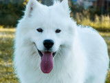 Aska, mâle Samoyède LOF disponible pour saillie