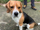 Recherche femelle Beagle pour saillie