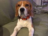 Recherche femelle Beagle pour saillie