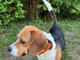 Recherche femelle Beagle pour saillie
