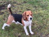 Recherche femelle Beagle pour saillie