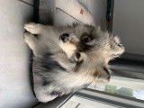 Jeune chien Pomsky F4 à vendre