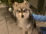 Jeune chien Pomsky F4 à vendre