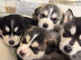 Chiots Husky Siberien à vendre