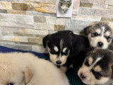 Chiots Husky Siberien à vendre