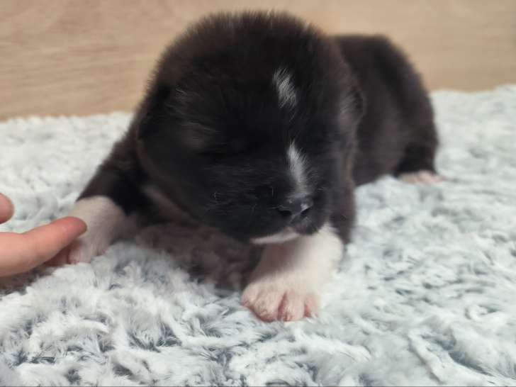Chiots Akita Américain à vendre