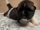 Chiots Akita Am&eacute;ricain &agrave; vendre