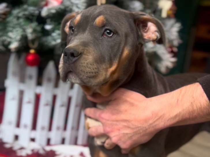 Chiots American Bully XL à vendre